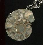 Amoniet hanger met ketting, Verzenden, Fossiel