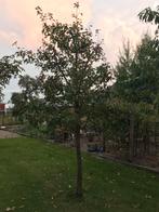 Perenboom kruidenierspeer hoogstam, Ophalen, Volle zon, Overige soorten