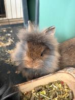 Dwerg konijn Leeuwenkop, Dieren en Toebehoren, Mannelijk, Dwerg