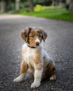 Hond ter dekking!, Dieren en Toebehoren, Honden | Niet-rashonden, Rabiës (hondsdolheid), 1 tot 2 jaar, Reu, Nederland