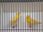 Koppels Gele kanarie tt kwaliteit, Dieren en Toebehoren, Meerdere dieren, Kleurkanarie