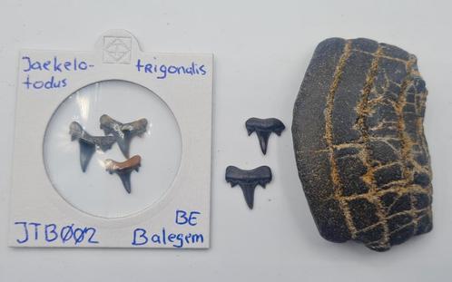 Haaientanden en kauwplaat rog Zanden van Lede Belgie, Verzamelen, Mineralen en Fossielen, Fossiel, Ophalen of Verzenden