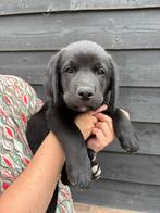 Boulab pups, Dieren en Toebehoren, Honden | Retrievers, Spaniëls en Waterhonden, Rabiës (hondsdolheid), Overige rassen, 8 tot 15 weken