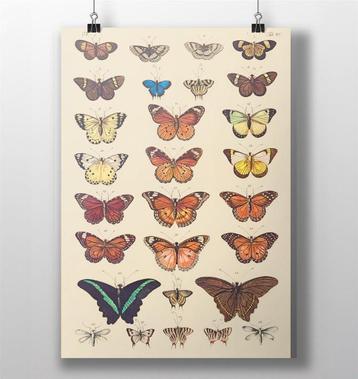 Vlinder Poster Vintage Entomologie Wetenschap Print beschikbaar voor biedingen