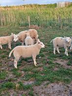 Schapen dek rammen ooien, Meerdere dieren, Schaap, 0 tot 2 jaar