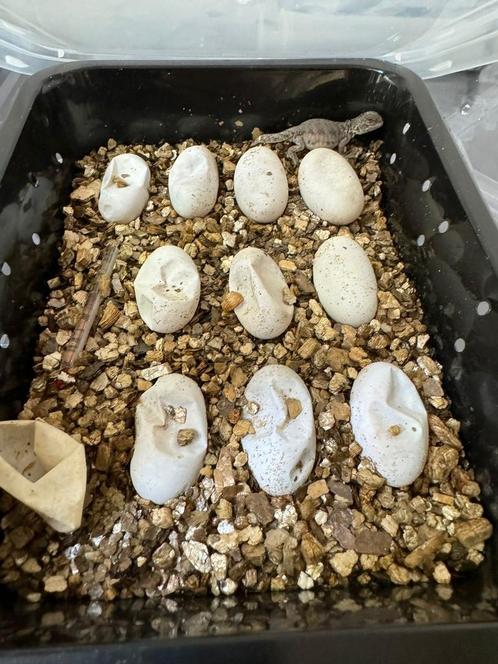 Reptielen eieren gezocht, Dieren en Toebehoren, Reptielen en Amfibieën