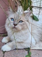Ragdol dekkater(kampioen), Kater, Met stamboom