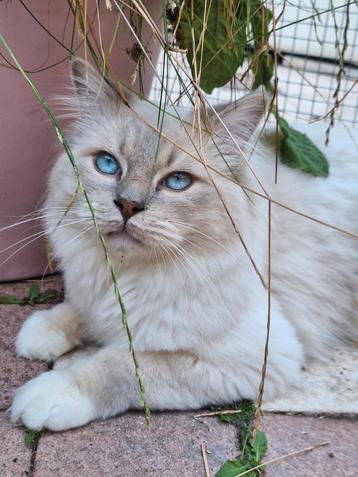 Ragdol dekkater(kampioen) beschikbaar voor biedingen