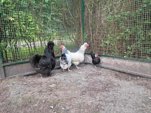 Prachtig groepje kippen krielen zijdehoen Java kriel wyandot, Dieren en Toebehoren, Pluimvee, Kip, Vrouwelijk