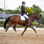 Lieve brave allround E-pony te koop, merrie 12 jaar, Dieren en Toebehoren, Pony's, Merrie, Springpony, 11 jaar of ouder