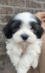 Boomer pup te koop – Maltezer x Shih Tzu, Dieren en Toebehoren, Honden | Chihuahua's en Gezelschapshonden, Overige rassen, Meerdere