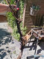 Grote druivenstronk ter decoratie, Ophalen, Lente