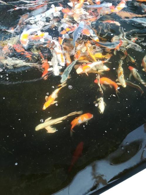 Koi uitverkoop. Koi basket. Superbeadfilter. Tricklefilters, Dieren en Toebehoren, Vissen | Vijvervissen, Karper of Koi