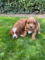 Cavapoo pups, CDV (hondenziekte), 8 tot 15 weken, Eén hond, Nederland