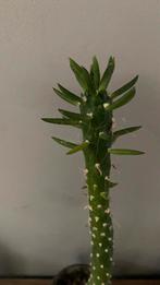 Cactus Austrocylindropuntia Subulata, Cactus, Minder dan 100 cm, Volle zon, Ophalen