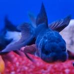 Carrasius auratus, Vis