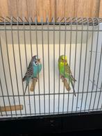 Koppel bewezen grasparkieten dunfallow, Meerdere dieren, Parkiet