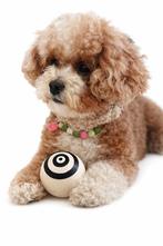 Beter voor tanden bal voor puppy’s & kleine honden van Lanco, Ophalen of Verzenden, Nieuw