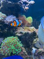 Koppel amphiprion ocellaris anemoon vissen zeeaquarium, Vis, Zoutwatervis