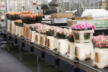 Chauffeur gezocht voor bloemenritten (Do + Vr avond), Vacatures, Vacatures | Chauffeurs, Overige niveaus, Starter, Overige vormen