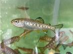 Forel vis kwekerij trout salmon regenboogforel eieren kuit, Ophalen of Verzenden, Nieuw