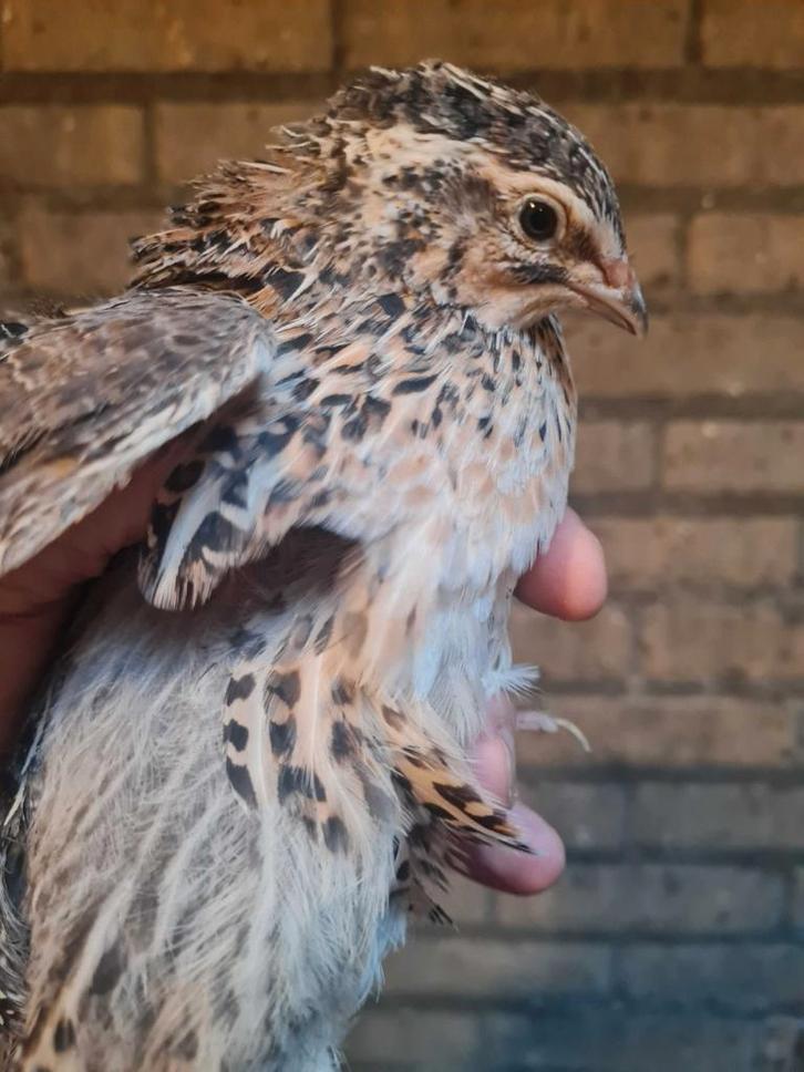 Japanse kwartel trio, Dieren en Toebehoren, Pluimvee, Overige soorten, Meerdere dieren