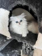 Perzische laaste katjes langharig  met stamboom, Dieren en Toebehoren, Katten en Kittens | Raskatten | Korthaar, 0 tot 2 jaar