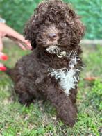 Lagotto Romagnolo pups, Overige rassen, CDV (hondenziekte), 8 tot 15 weken, Meerdere