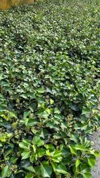 Struikklimop hedera arborescens planten, Tuin en Terras, Ophalen of Verzenden, Overige soorten, 100 tot 250 cm