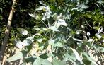 Eukaliptus Blue Gum  Bio, Ophalen, Vaste plant, Overige soorten, Halfschaduw