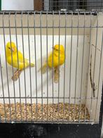 Gevraagd  Kanaries, Tropen ,Kromsnavels, Dieren en Toebehoren, Vogels | Kanaries, Meerdere dieren, Kleurkanarie
