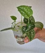 Scindapsus pictus argyraeus, Huis en Inrichting, Kamerplanten, Ophalen of Verzenden, Overige soorten, Halfschaduw, Minder dan 100 cm