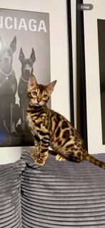 6-Month-Old Bengal Cat Looking for a New Home, kat, kitten, Poes, Kortharig, 0 tot 2 jaar