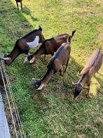Dwerg geiten geit bokken, Dieren en Toebehoren, Schapen, Geiten en Varkens, Meerdere dieren, Geit, 0 tot 2 jaar