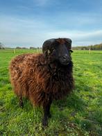 Oussant ram (Ouessant Quessant), Dieren en Toebehoren, Schapen, Geiten en Varkens, Schaap, Mannelijk, 0 tot 2 jaar