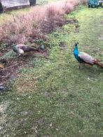 Jonge pauwen, Meerdere dieren, Overige soorten