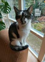 Europese korthaar poes, Dieren en Toebehoren, Poes, Kortharig, 3 tot 5 jaar