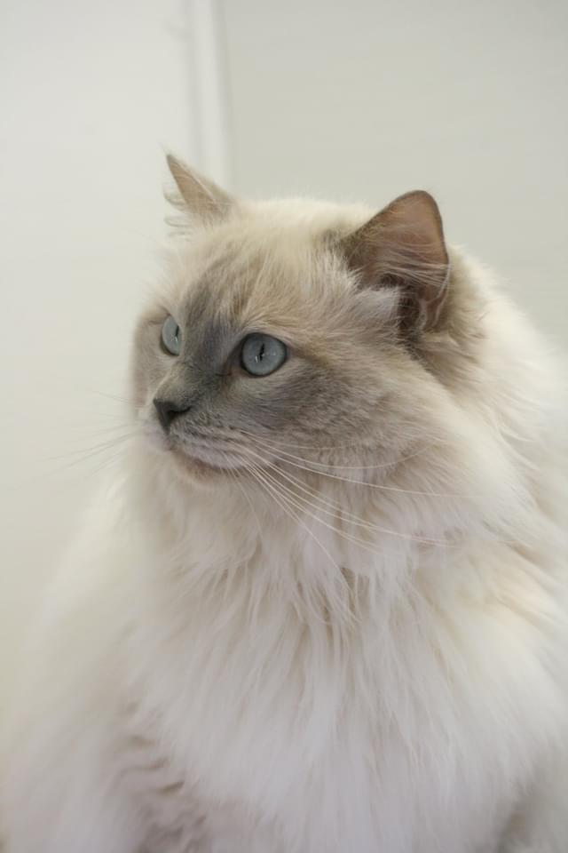 Ter dekking: Ragdoll dekkater Lilac mink met stamboom!, Dieren en Toebehoren, Katten en Kittens | Dekkaters, 6 jaar of ouder