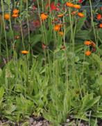 Vaste plant, havikskruid, Ophalen, Bodembedekkers, Volle zon, Vaste plant