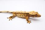 Wimpergekko/crested gecko/correlophus ciliatus, Dieren en Toebehoren, Hagedis, Tam, 0 tot 2 jaar