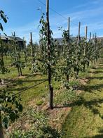 Pruimenbomen, perenbomen, appelboom, fruitbomen, Ophalen, Lente, Volle zon, Overige soorten