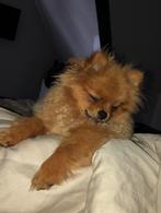 Ras echte Pomeriaan, Dieren en Toebehoren, Honden | Poolhonden, Keeshonden en Oertypen, Keeshond, Reu, CDV (hondenziekte), Eén hond