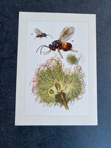 10 prenten insekten bijen en wespen 19x27 cm samen 20 euro beschikbaar voor biedingen