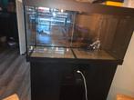 Juwel rio 240 liter, Dieren en Toebehoren, Vissen | Aquariumvissen, Vis