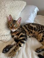Bengaal kitten, Dieren en Toebehoren, Katten en Kittens | Raskatten | Korthaar, Kater, Gechipt, 0 tot 2 jaar