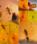 Barnsteen met insectjes, Verzamelen, Ophalen of Verzenden, Fossiel