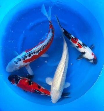 Japanse Koi eigen import Jumbo Nisai nu al 45/55 cm groot beschikbaar voor biedingen