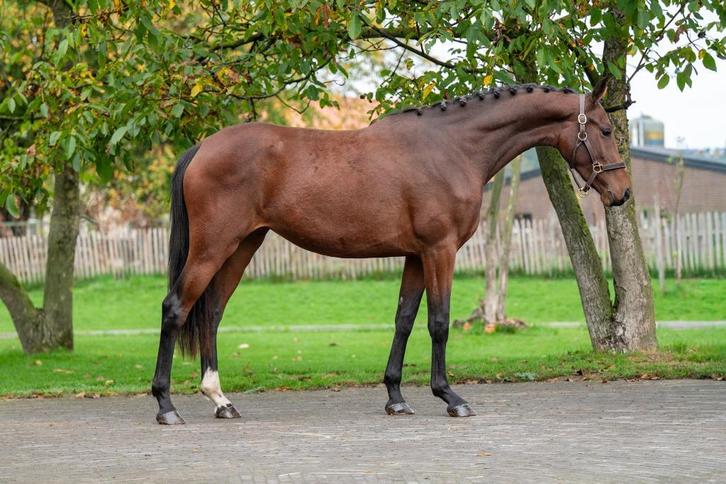 2,5 jarige KWPN  merrie van Nick Wimphof, Dieren en Toebehoren, Paarden, Merrie, Onbeleerd, 165 tot 170 cm, 0 tot 2 jaar, Dressuurpaard