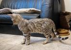 Bengaal Silver katertje €650 met stamboom, Kater, Gechipt