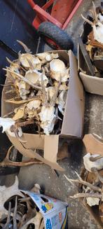 Gewei ree jacht jagen geweien Veluwe partij, Ophalen of Verzenden, Gebruikt, Hert, Gewei of Kop